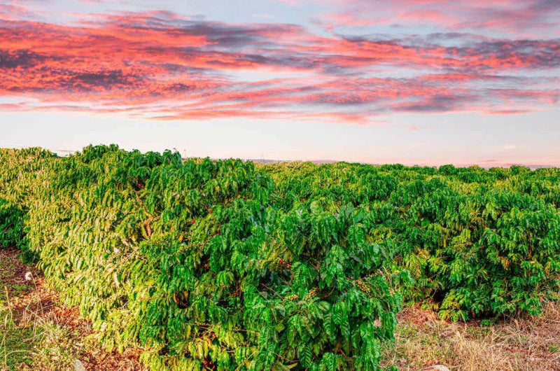 Brazil Cerrado Mineiro