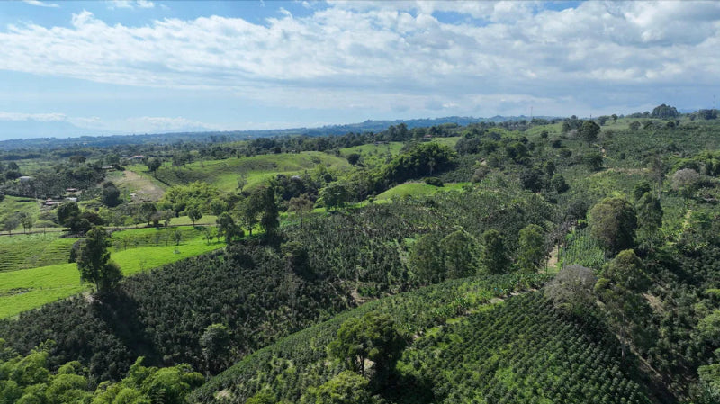 Decaf Sugar Cane Colombia Caldas