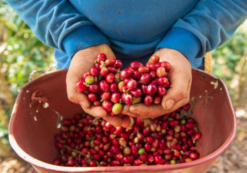 Decaf Sugar Cane Colombia Caldas