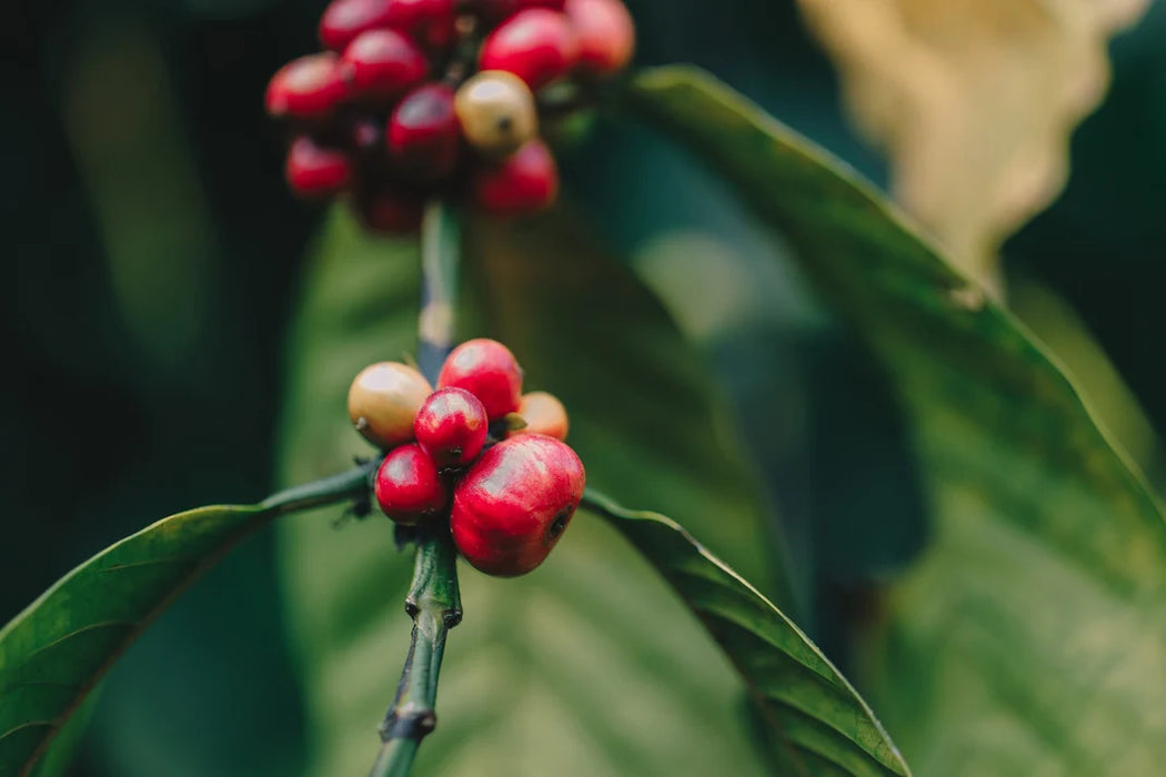 Decaf Swiss Water Process Colombia